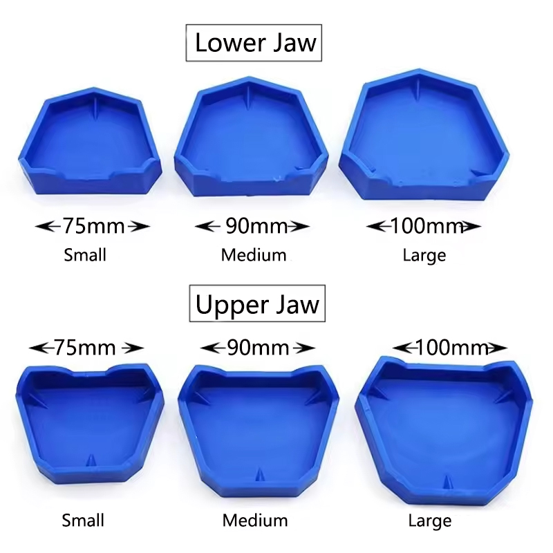 2/6 Buah Model Gigi Dasar Sili - Model Kit Tool ulasan dan harga